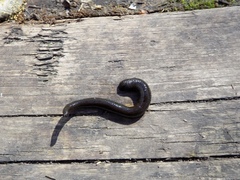 Haemopidae