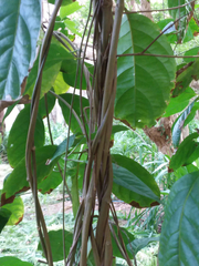 Banisteriopsis caapi