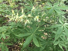 Aesculus glabra arguta