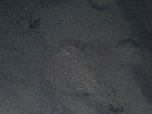 Rough Skate