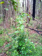 Smilax australis