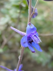 Delphinium madrense