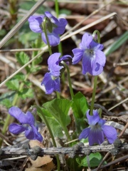 Viola hirta
