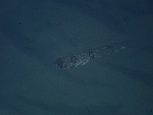 Atlantic Lizardfish