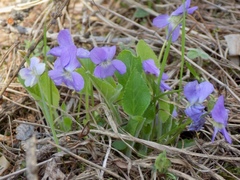 Viola hirta