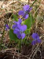Viola hirta