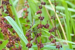 Conocephalus dorsalis