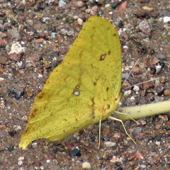 Phoebis neocypris