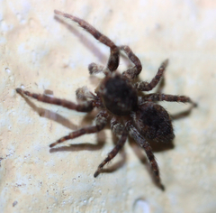 Mexigonus
