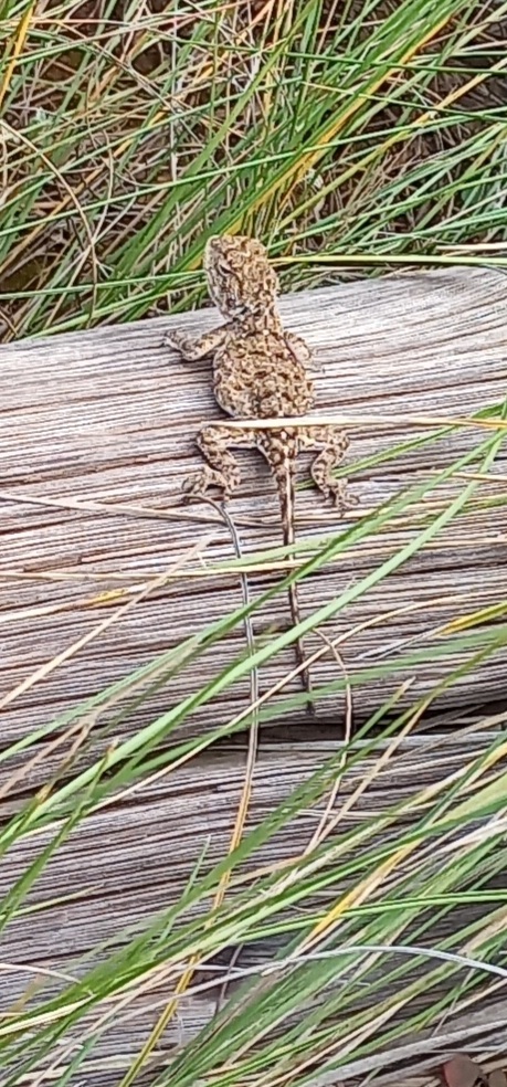 Agama aculeata Merrem, 1820