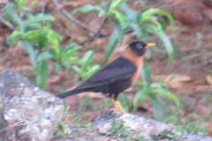 Turdus rufitorques