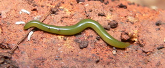 Othelosoma joburgi