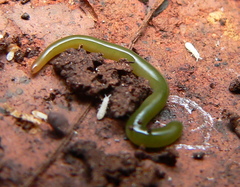 Othelosoma joburgi