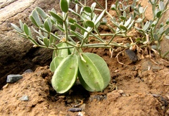 Zygophyllum pinnatum