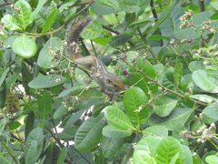 Funambulus tristriatus