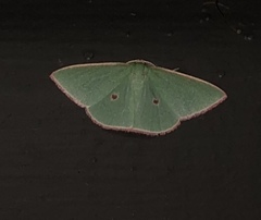 Chlorocoma cadmaria