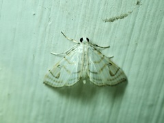 Neurophyseta
