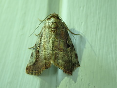 Perigea illicita