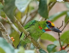 Psilopogon mystacophanos