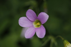 Ionoxalis