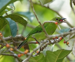 Chloropsis sonnerati
