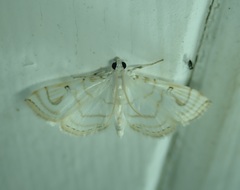 Neurophyseta