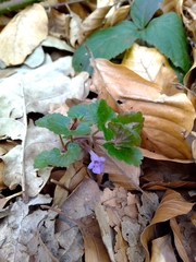 Glechoma hederacea