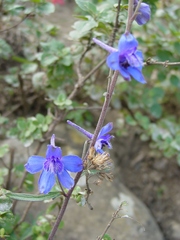 Delphinium madrense