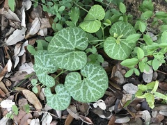 Aristolochia fimbriata