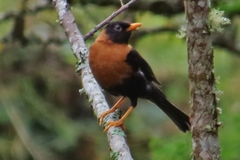 Turdus rufitorques
