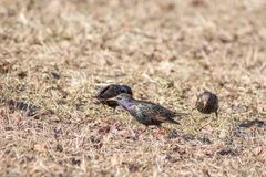 Sturnus vulgaris