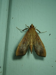 Anarmodia repandalis