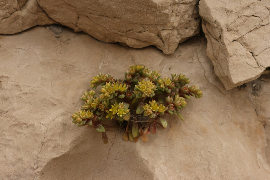 Sedum litoreum; photograph (c) Léo Souillard, some rights reserved (CC BY)