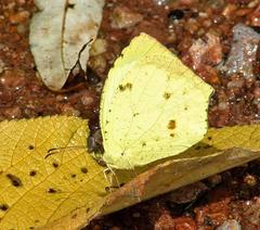 Abaeis salome jamapa