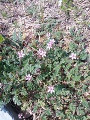 Erodium cicutarium