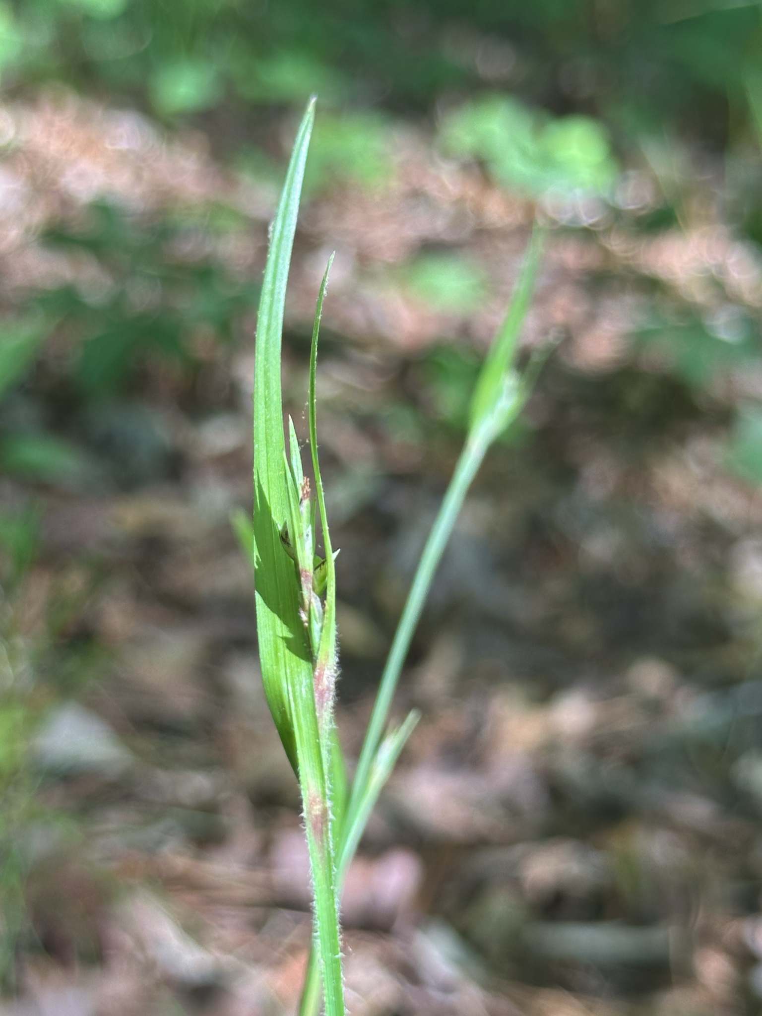 Imagem de Scleria oligantha