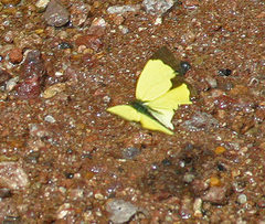 Abaeis salome jamapa