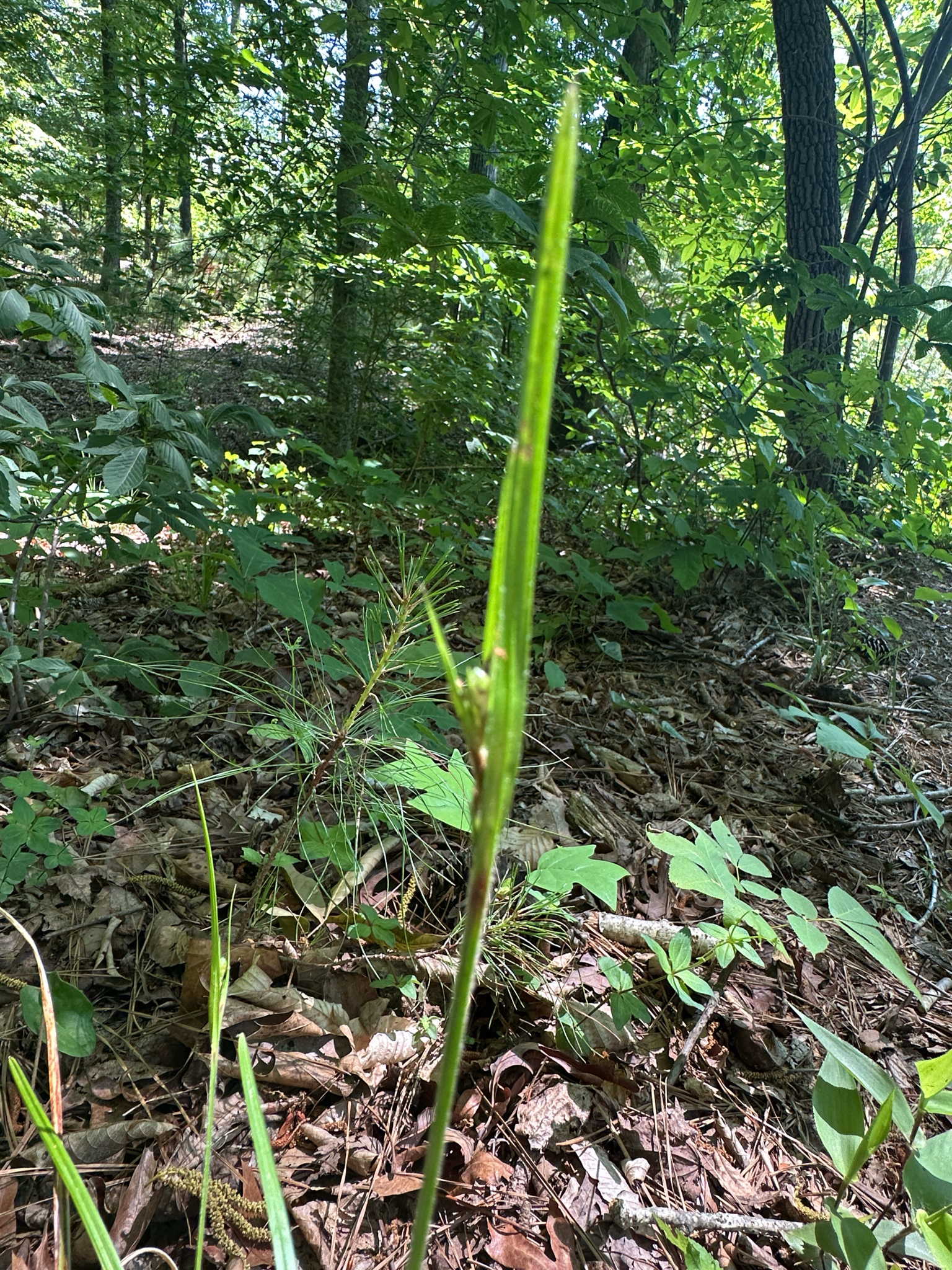 Imagem de Scleria oligantha