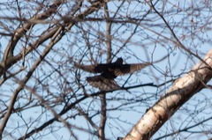 Sturnus vulgaris