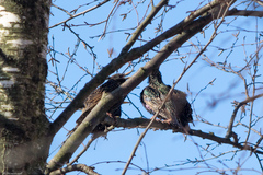 Sturnus vulgaris