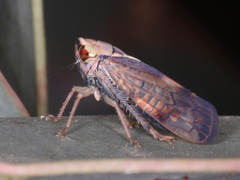 Brunotartessus fulvus