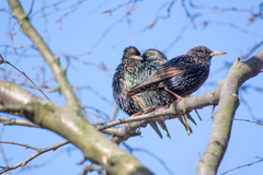 Sturnus vulgaris