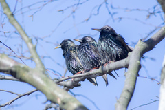 Sturnus vulgaris