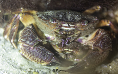Nectocarcinus