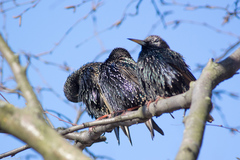 Sturnus vulgaris