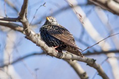 Sturnus vulgaris