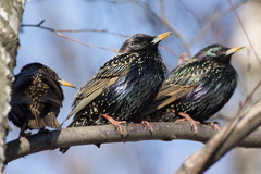 Sturnus vulgaris