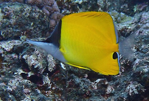 Forcipiger flavissimus