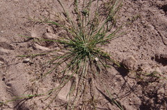 Eragrostis dielsii