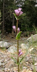 Gentianella atrata